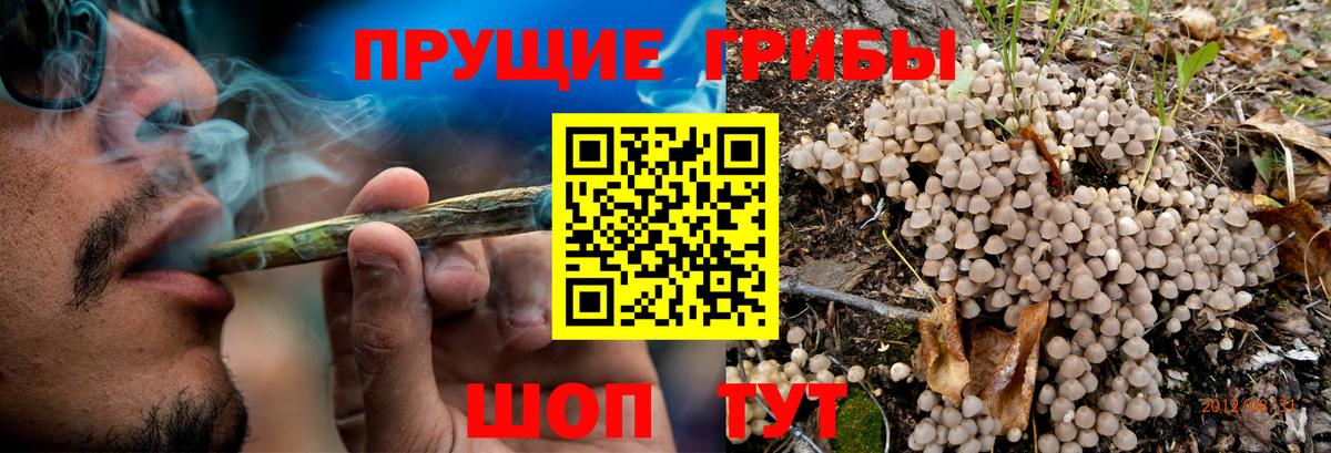 Псилоцибиновые грибы прущие грибы  Псилоцибиновые грибы Psilocybe  Йошкар-Ола 